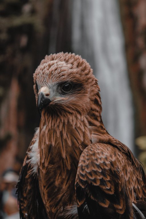 The Art of Capturing Avian Elegance: Mastering Bird Portrait Photography